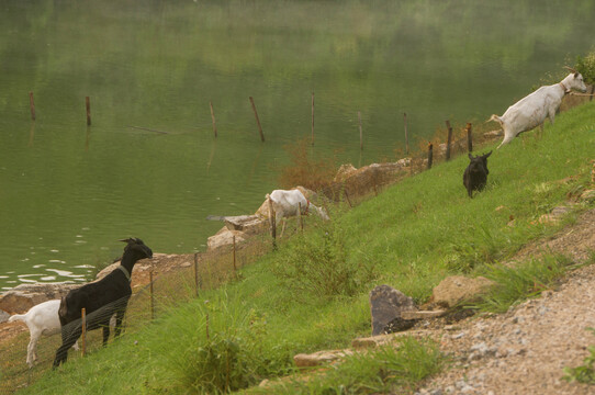 草坡水边的羊群
