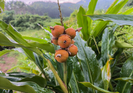 馕甲果