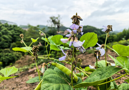 豆薯开花