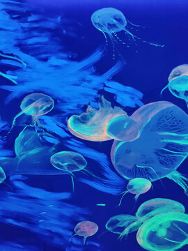 海洋馆水母暑假海底蓝色世界