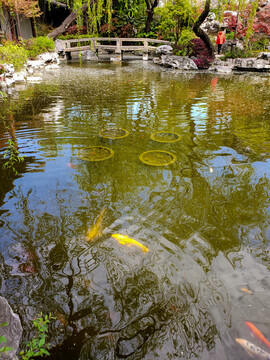 石桥下的清澈池水和彩色锦鲤