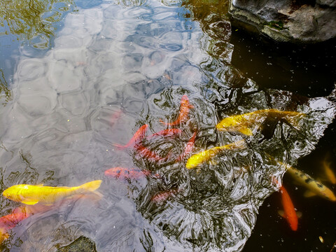清池游动的金黄和大红锦鲤