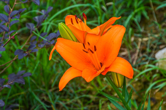 百合花忘忧草