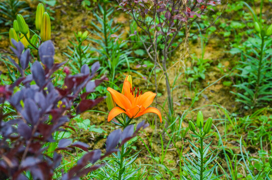 百合花忘忧草