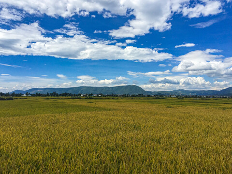 大理稻田