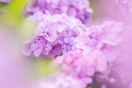 紫色的绣球花