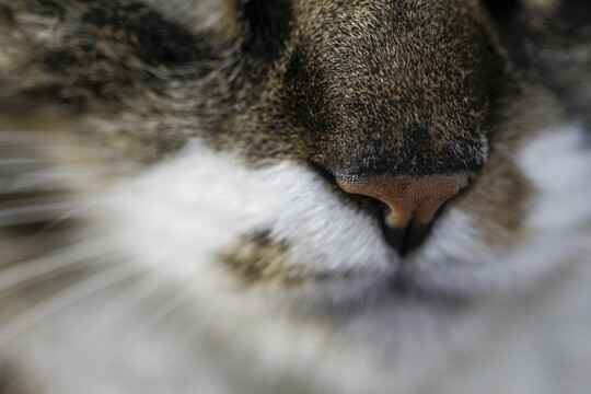 一只猫鼻子嘴部特写