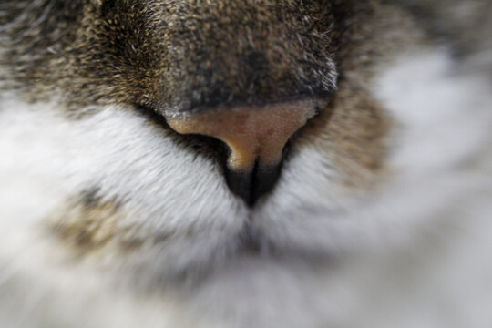一只猫鼻子嘴部特写