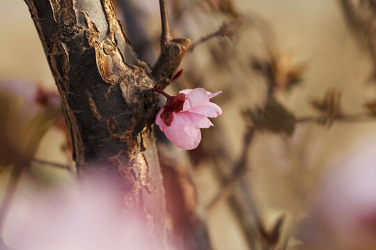 一组春天桃花花开的照片
