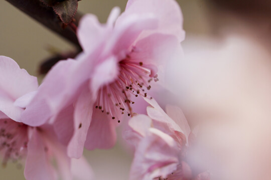 一组春天桃花花开的照片