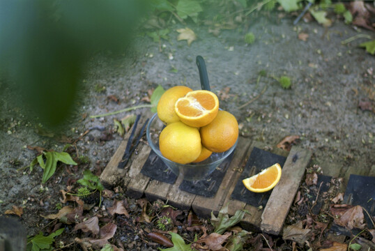 一组新鲜橙子的静物图