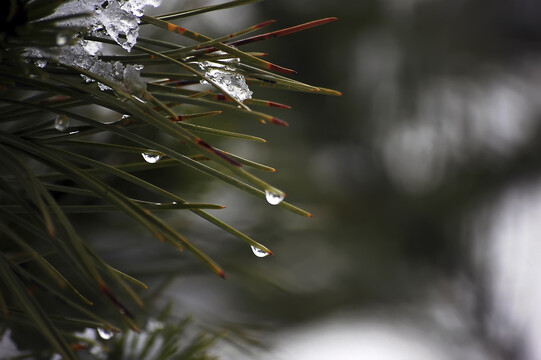 清晨雨后松树树枝上挂满露珠