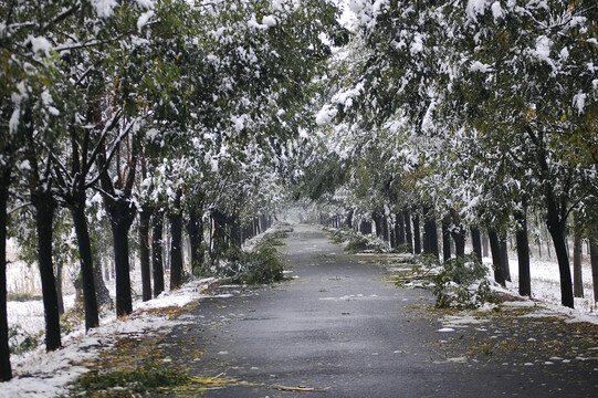 冬天雪后树林雪景