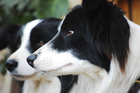 两只漂亮可爱的边境牧羊犬