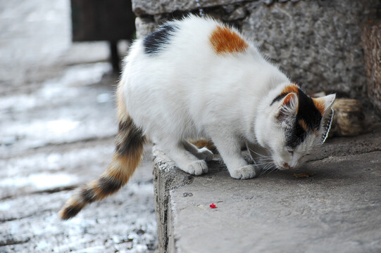 一只正在吃食的猫咪