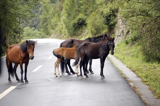 路上有几匹马儿