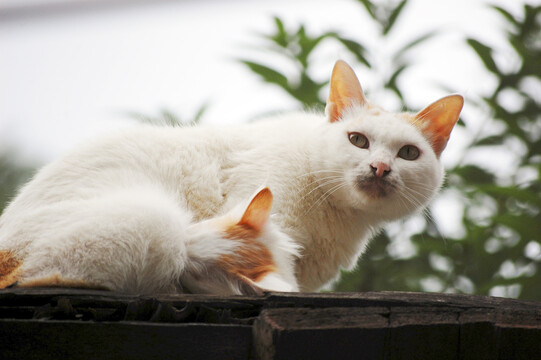 屋顶上有两只白色的猫咪