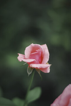 美丽的粉色的蔷薇花玫瑰花