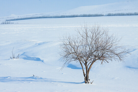冬季雪原一棵树