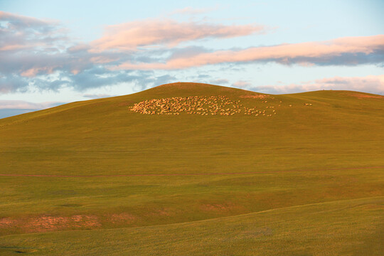 金色草原山坡羊群