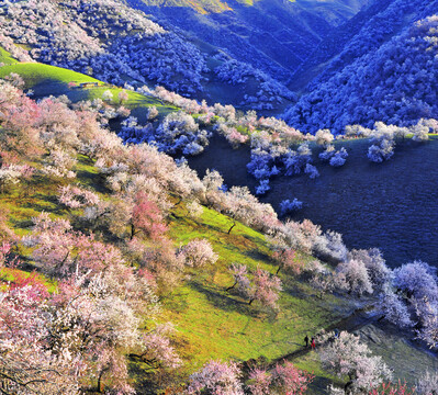 新疆伊犁杏花山谷美景