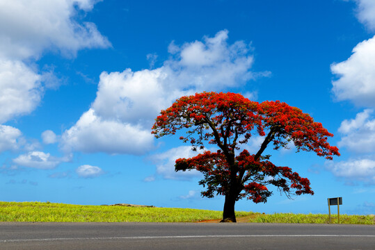 毛里求斯路边的凤凰树