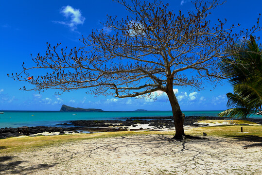 毛里求斯海边的树