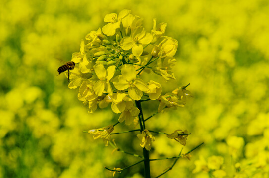 汉中油菜花和蜜蜂