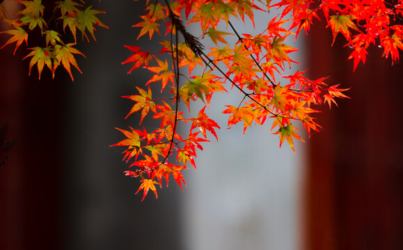 庐山枫叶特写