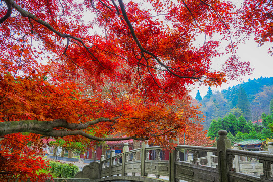 庐山花径枫叶