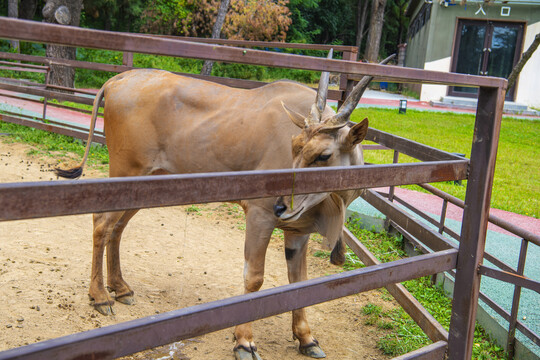 铁栏杆内的一只公大羚羊