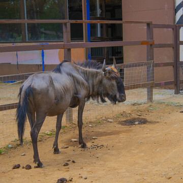 动物园栏内的一只角马