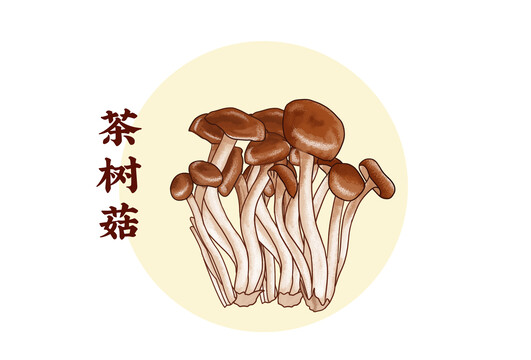 茶树菇插画分层