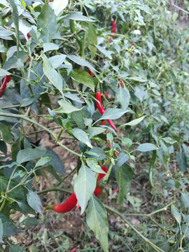 辣椒种植