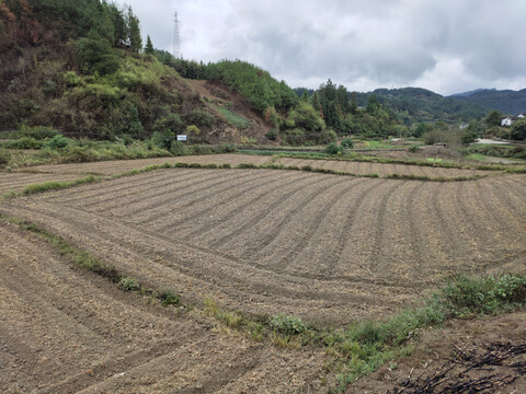 油菜地