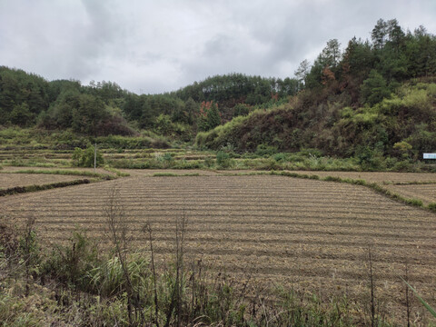 油菜地