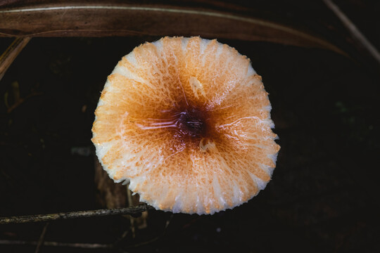 微距蘑菇