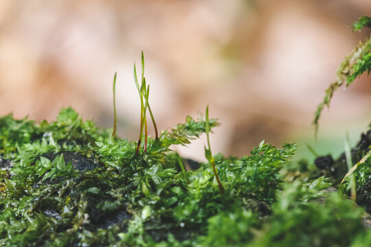 微距苔藓植物