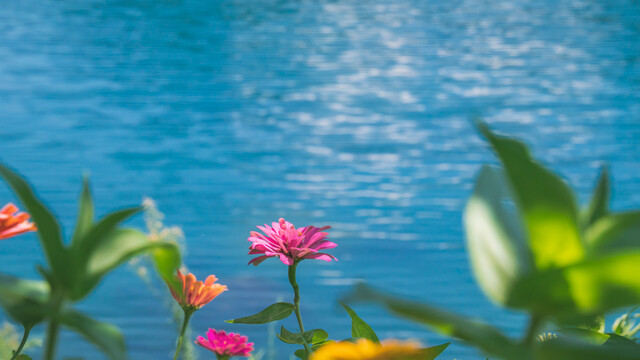 湖边的花朵