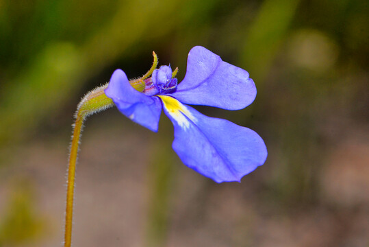 粉蝶花