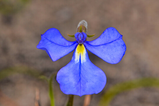 粉蝶花