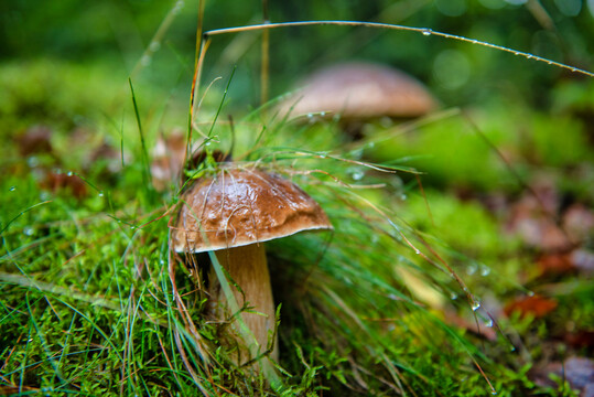 菌与野山菌