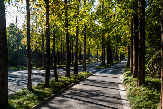 水彬林道路