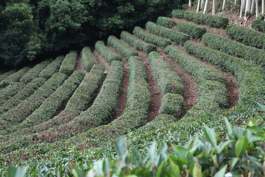 茶树茶田