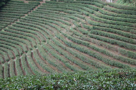 清溪茶田