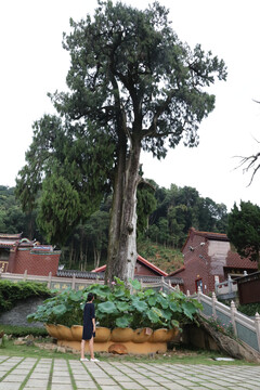 灵光寺许愿树