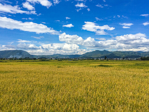 大理稻田