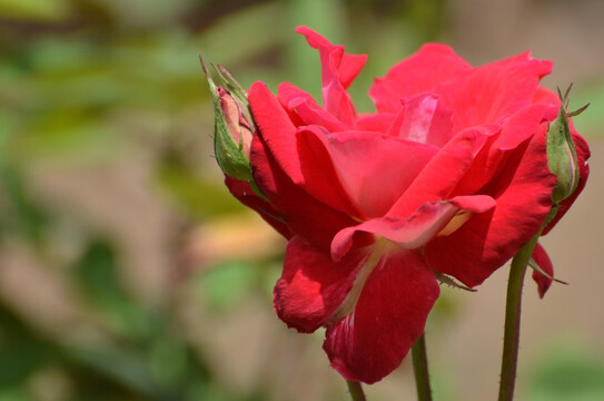 月季花
