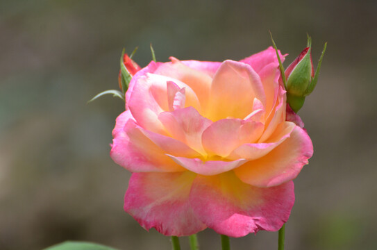 月季花