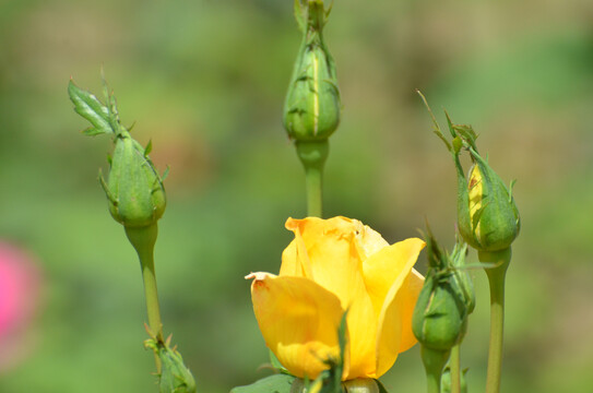 月季花